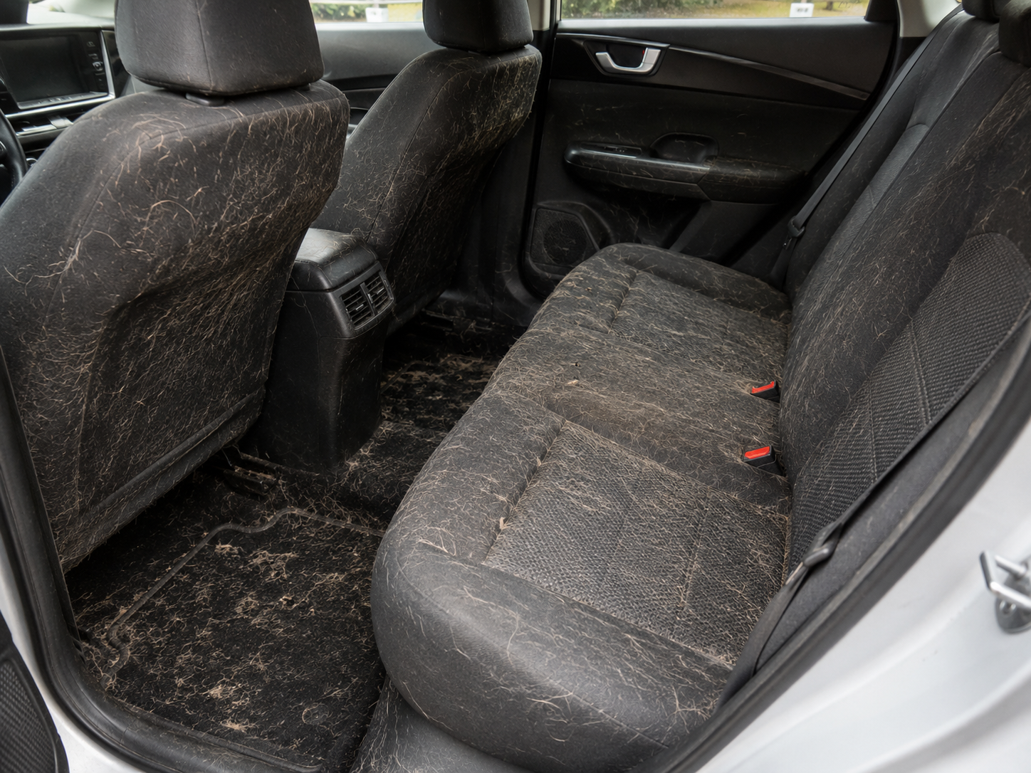 Pet Hair Removal From Car Seats Virginia Beach